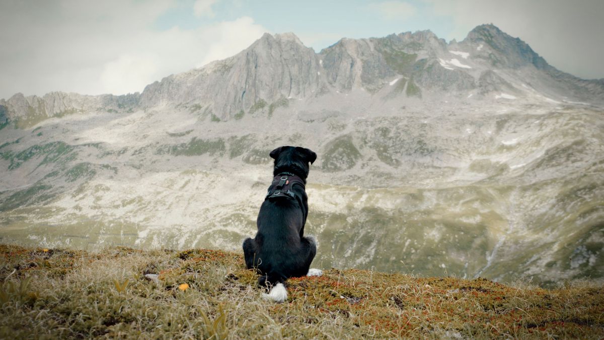Mood image for Neu im Kino: «Cody, the Dog Days Are Over»