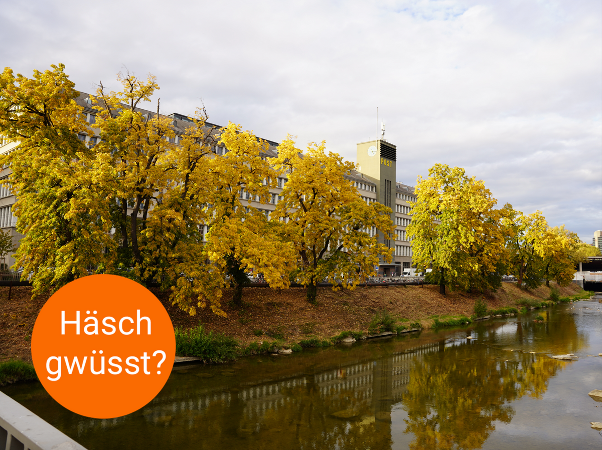 Mood image for «Häsch gwüsst?»: Das passiert in Zürich mit dem Herbstlaub