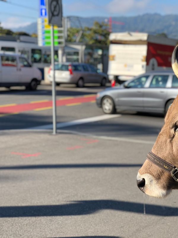 Mood image for Warum eine Kuh in der Stadt nach Heu sucht