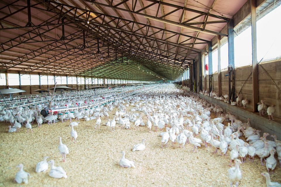 Article image for Veganismus Kolumne: Das Dilemma der Hühner