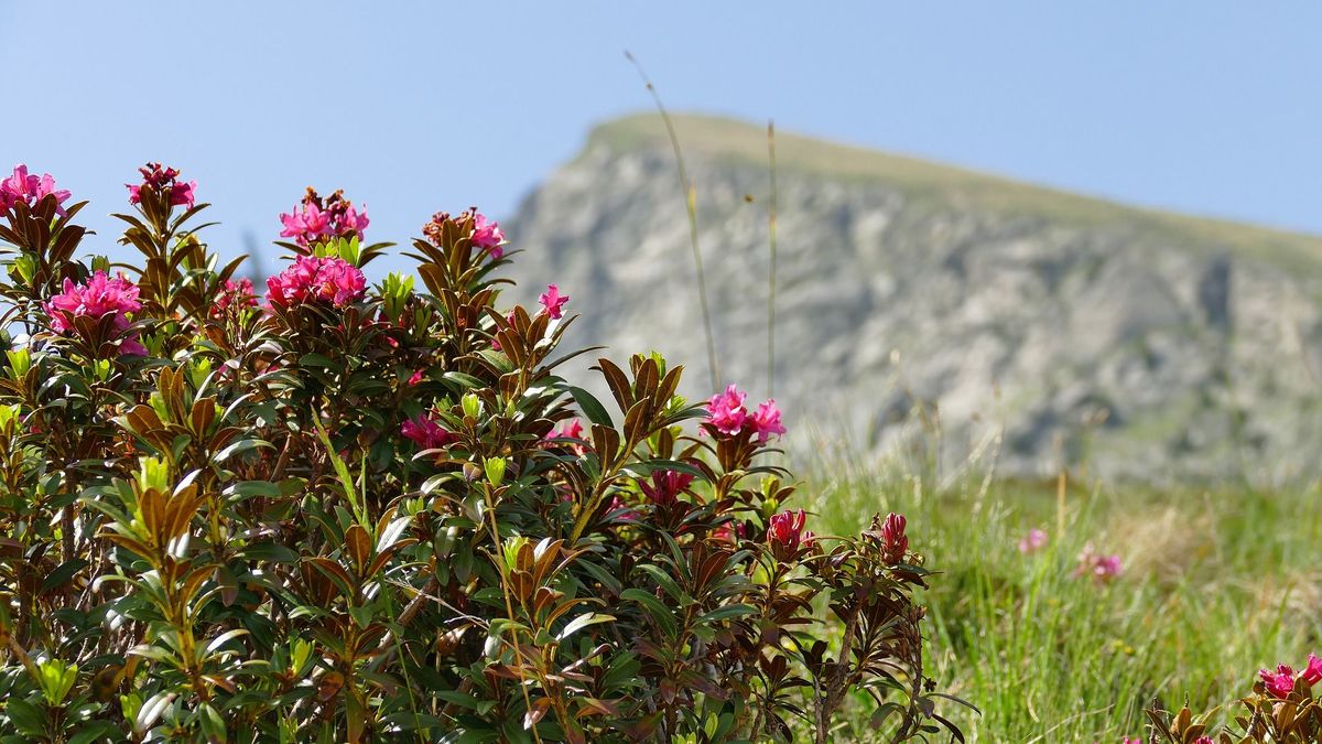 Article image for So verändert die Klimaerwärmung die Schweizer Flora und Fauna