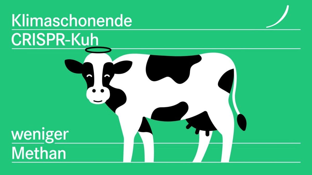 Article image for Klimasünderin Kuh: lassen sich schädliche Methanemissionen mit der Genschere zurechtstutzen?