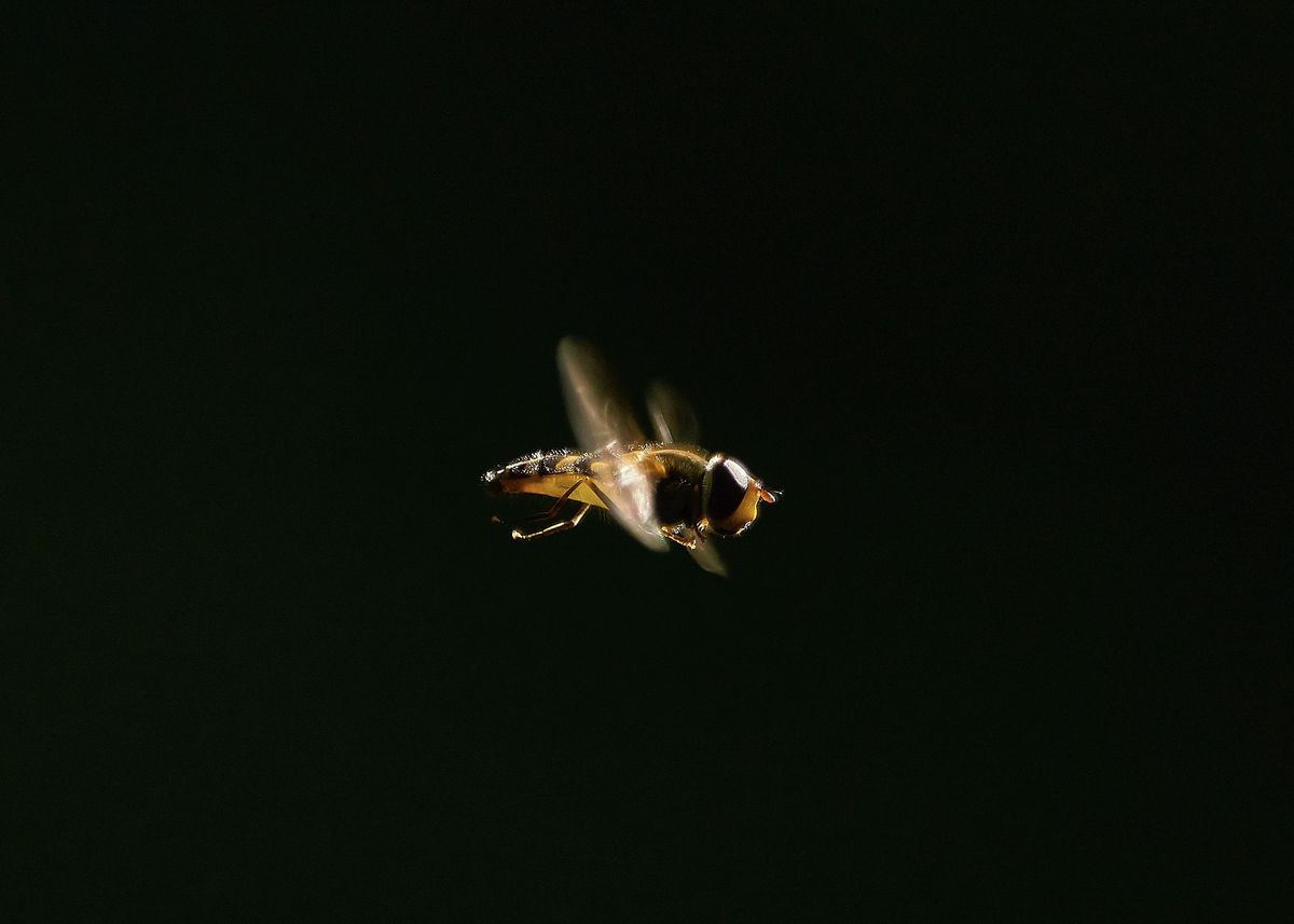 Mood image for Bienensterben: Summendes Super-Insekt in Gefahr