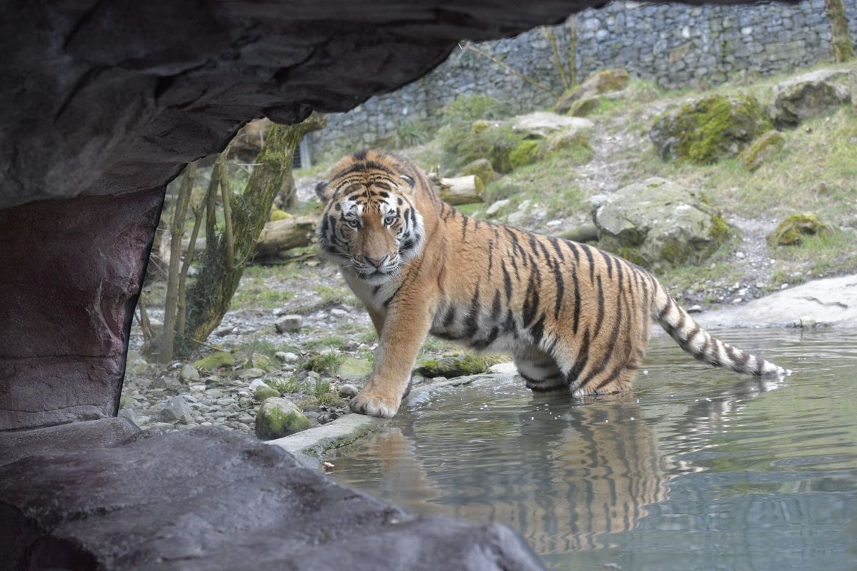 Mood image for Tigerbabys im Züri Zoo – Falscher Artenschutz oder Backupplan?