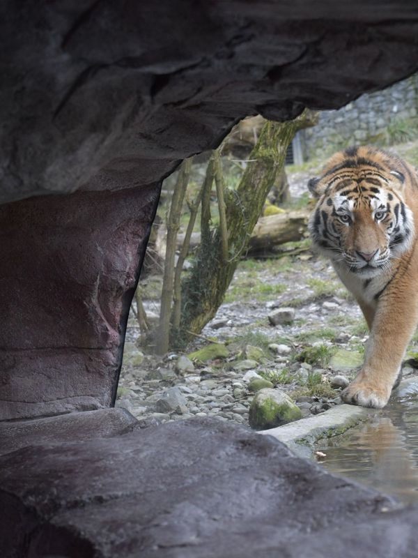 Mood image for Tigerbabys im Züri Zoo – Falscher Artenschutz oder Backupplan?