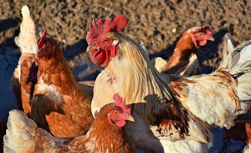 Mood image for Veganismus Kolumne: Das Dilemma der Hühner