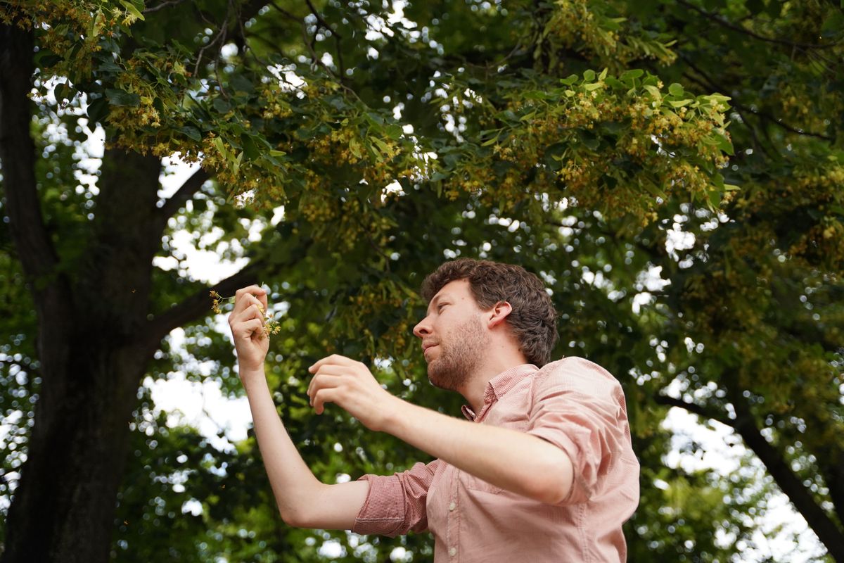 Mood image for Vergessene Bäume wiederentdecken – auf der Suche nach Lindenblüten und Quitten