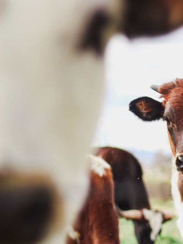 Meta image for Veganismus-Kolumne: Milch von glücklichen Sojabohnen